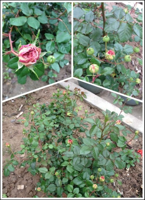 QQͼƬ20140417.jpg