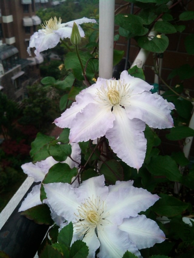 IMG_20140417_074052.jpg