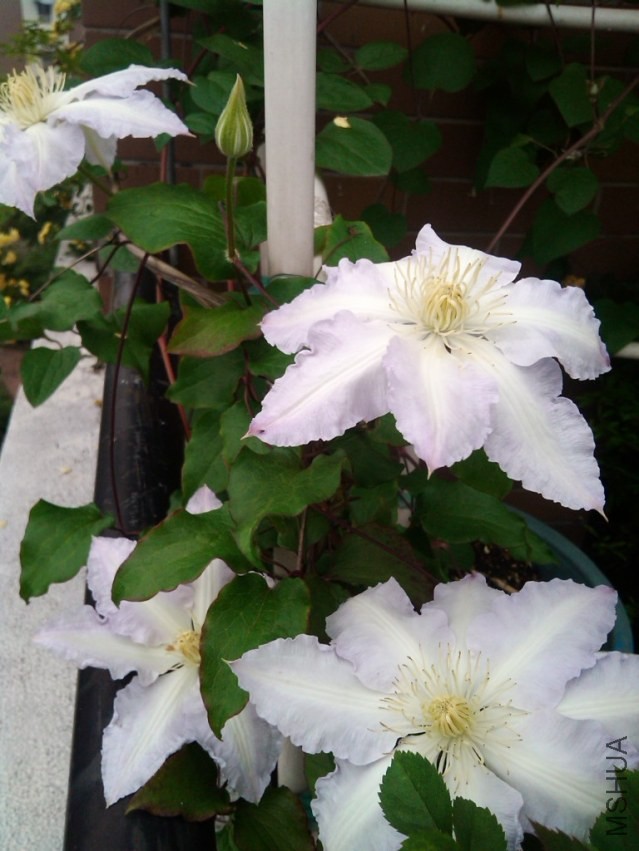 IMG_20140417_074106.jpg