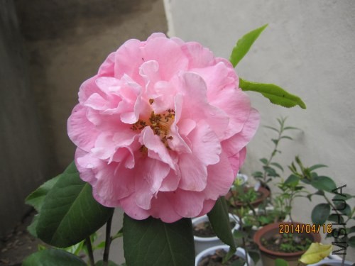 IMG_1401.jpg