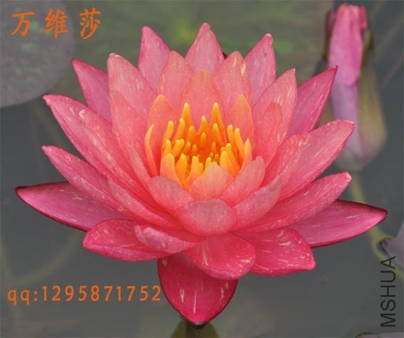 ��άɯ0401.jpg