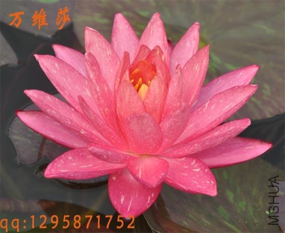 ��άɯ0402.jpg