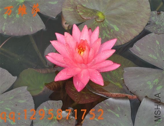 ��άɯ0403.jpg