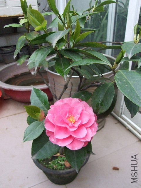 DSCF7137_����.jpg