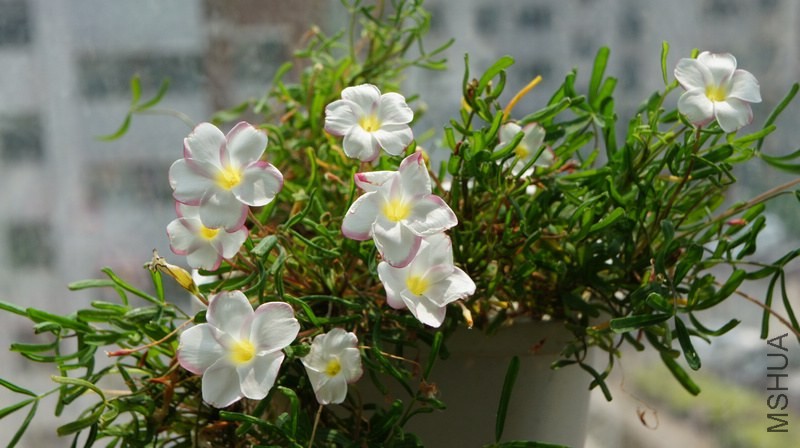 DSC05647.jpg