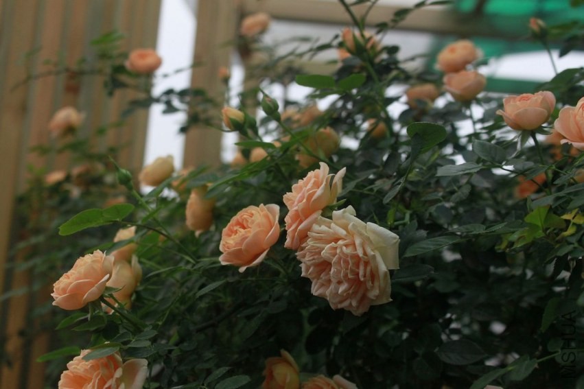 nEO_IMG__MG_7617.jpg