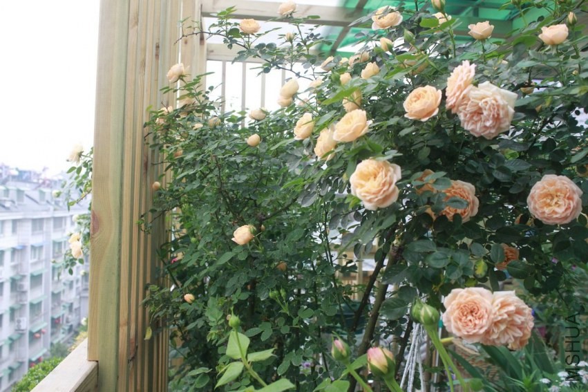 nEO_IMG__MG_7620.jpg