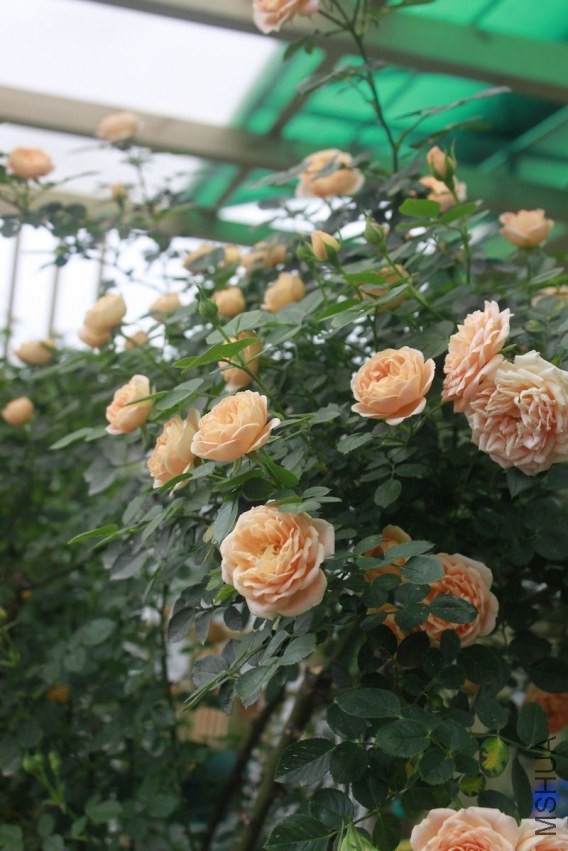 nEO_IMG__MG_7619.jpg
