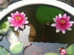 IMG_1668.JPG