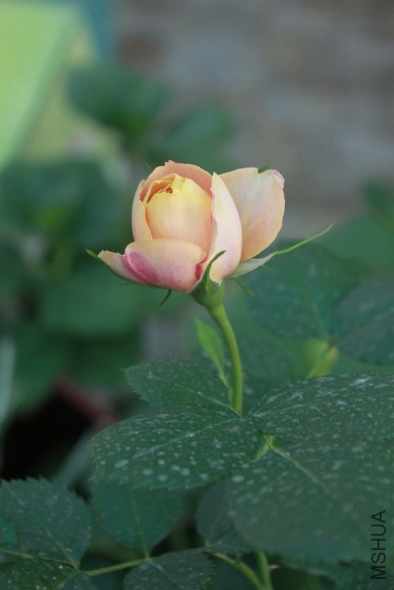 nEO_IMG__MG_7518.jpg