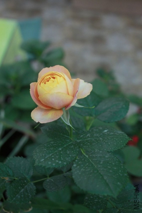 nEO_IMG__MG_7550.jpg