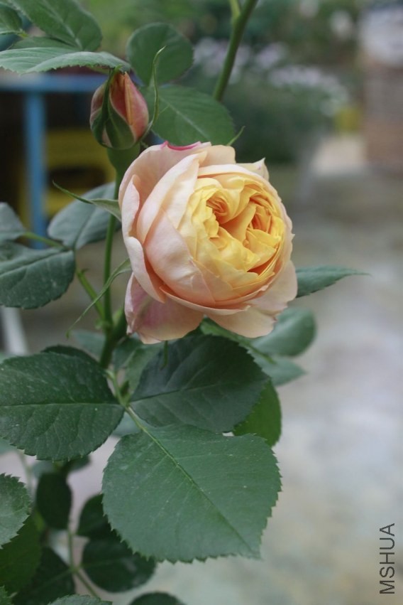 nEO_IMG__MG_7583.jpg