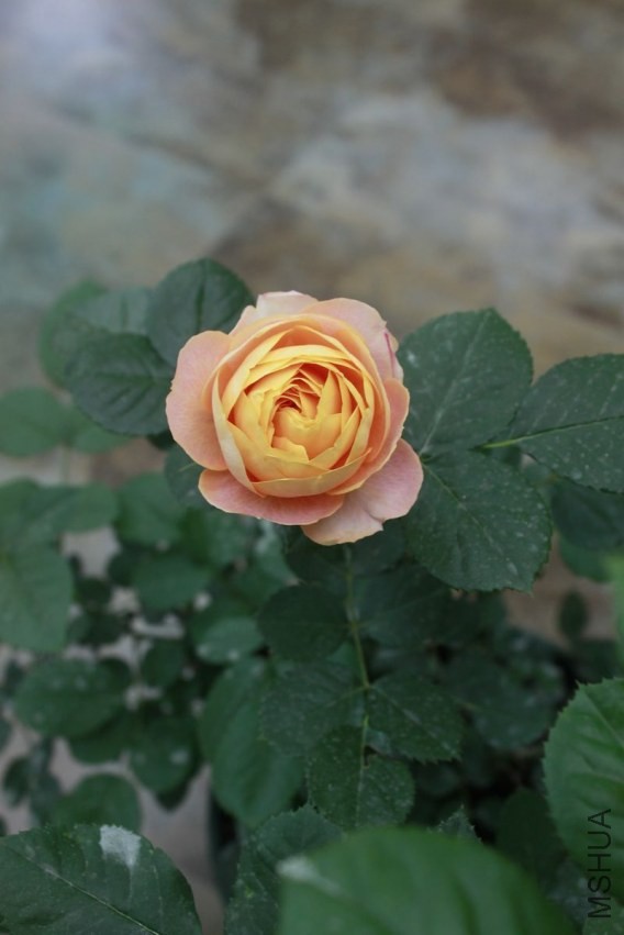 nEO_IMG__MG_7584.jpg