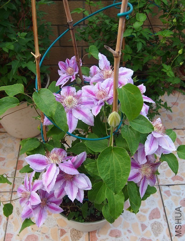 P4186115_����.jpg