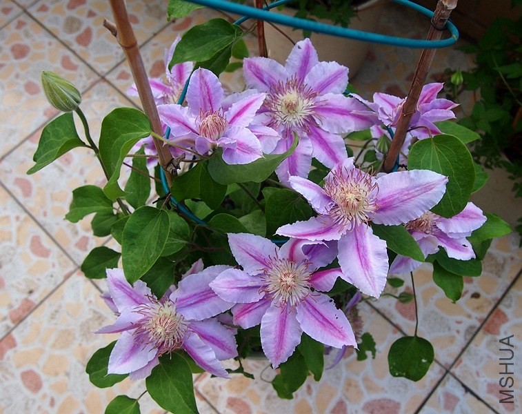 P4186117_����.jpg