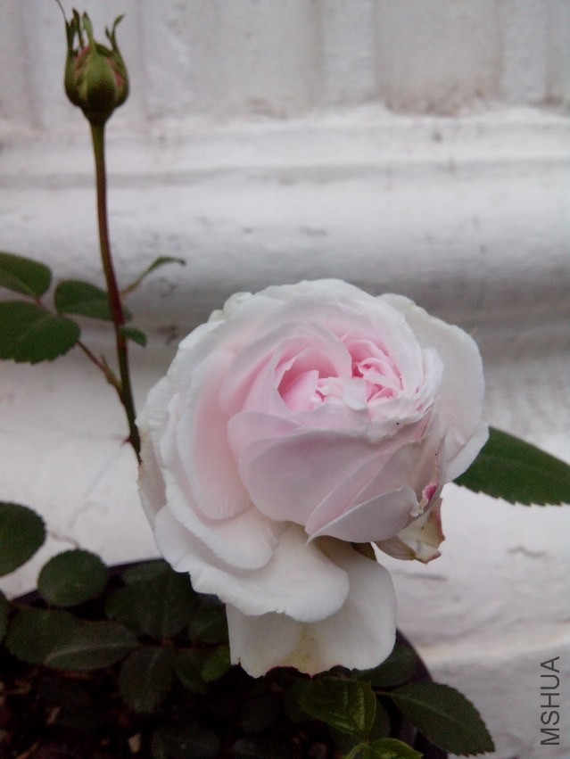 IMG_20140415_181949.jpg