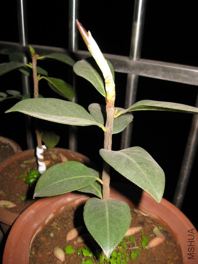 ������7 (15).JPG