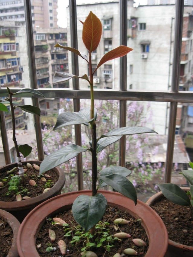 ������7 (18).JPG