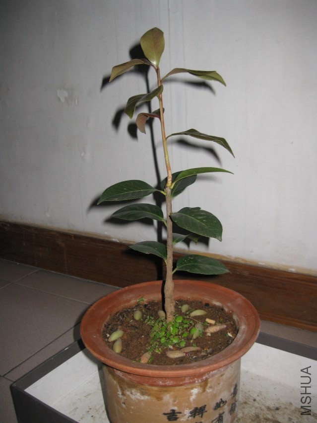 ������7 (21).JPG