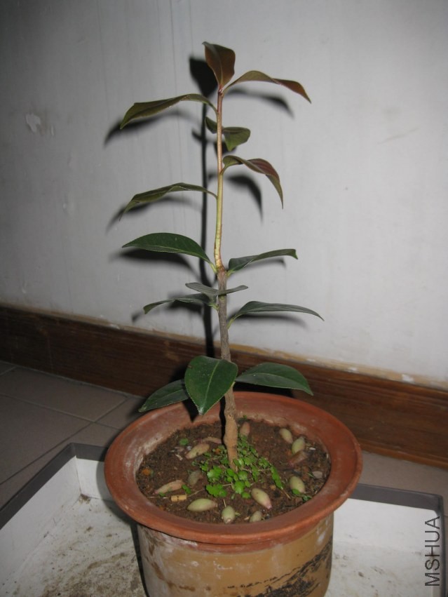 ������7 (23).JPG