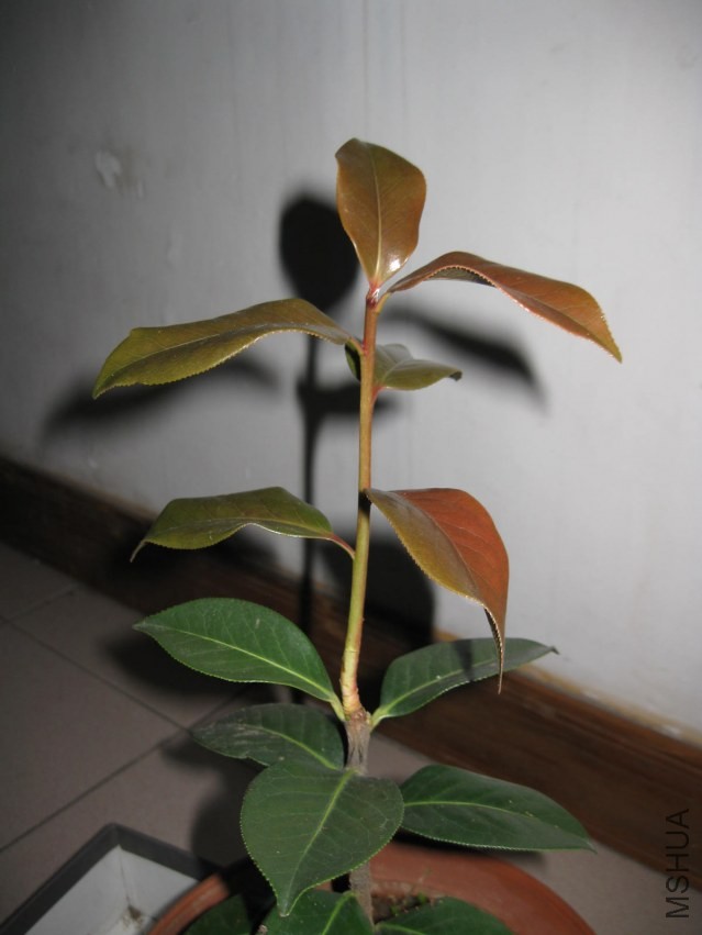 ������7 (24).JPG