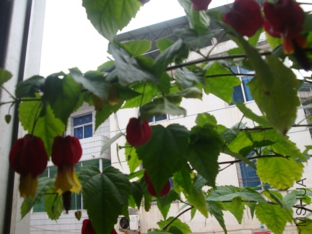 DSC05361.JPG