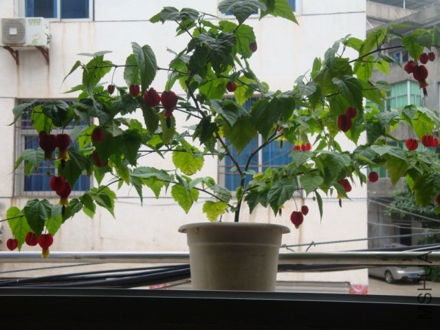 DSC05365.JPG