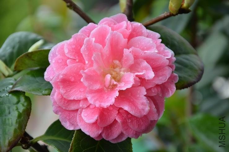 ������С DSC_2687.JPG