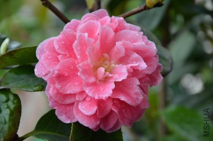 ������С DSC_2688.JPG