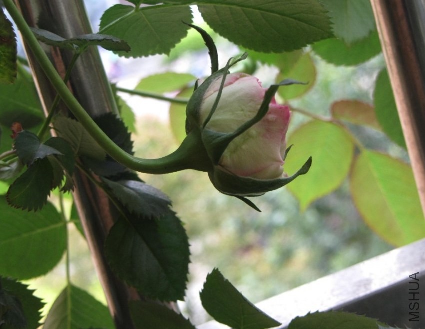 ��ɳ�ո����ŵ�ʱ��