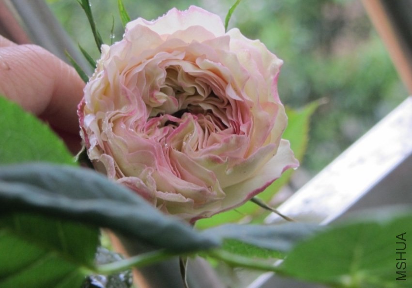 �ոտ���һ���ʱ�򣬻����ҴӴ���ק������