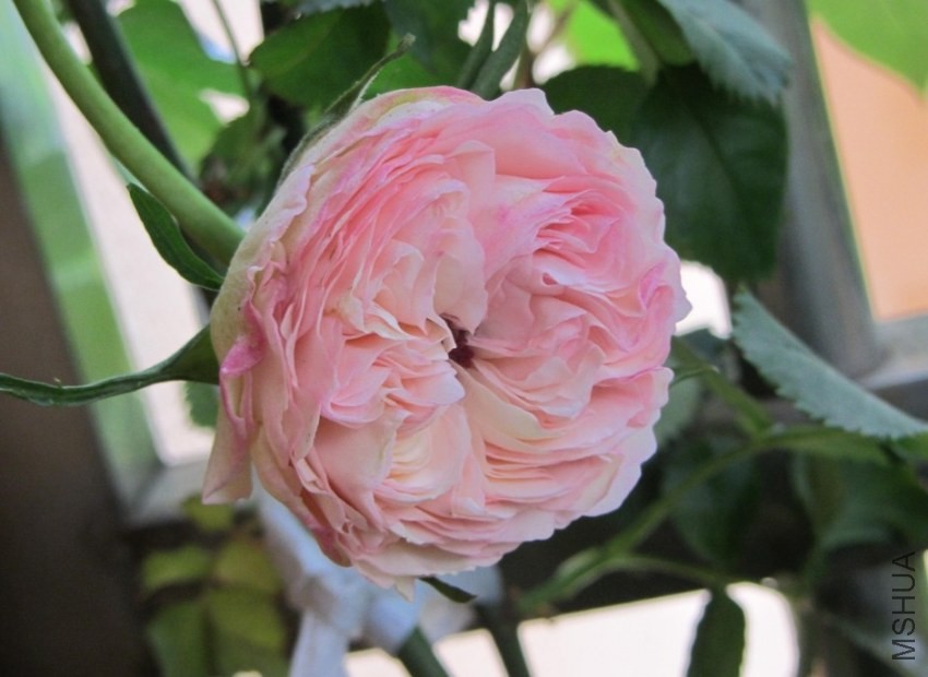 ���ཱུģ���ɰ�