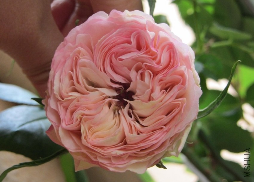 ��������