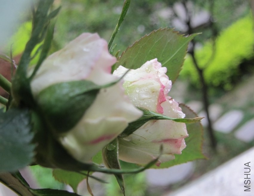 ������ֲ������ˣ������������������