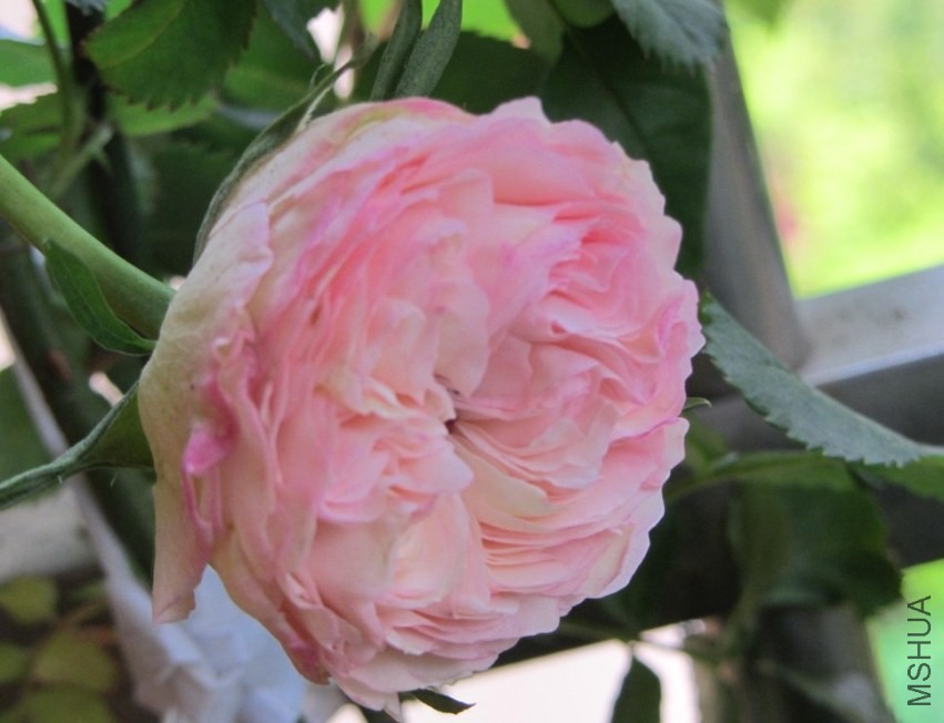 �ɰ�����ɳ