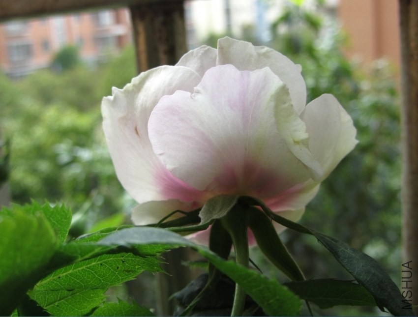 eyes for you ,��ϲ��������֣���������