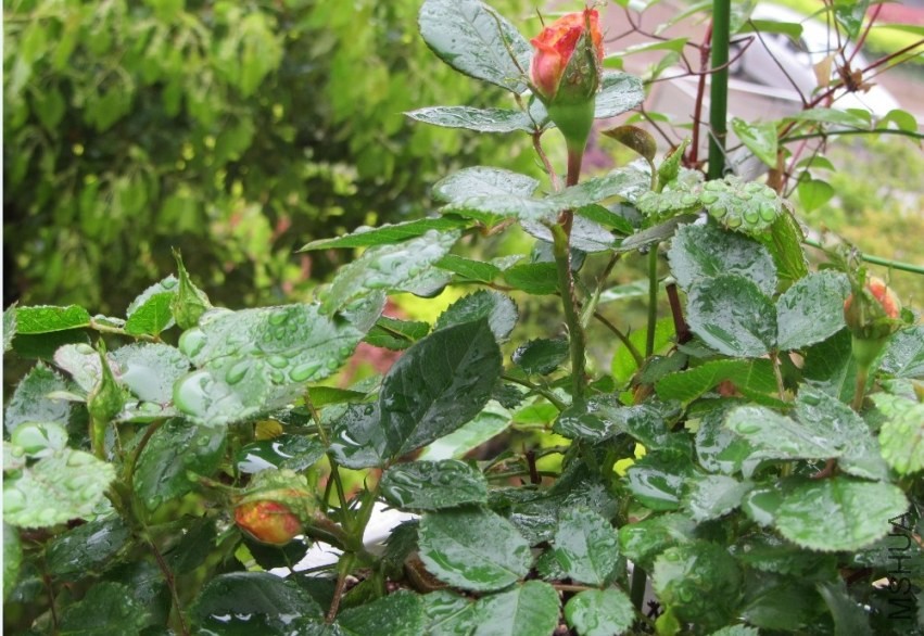 �����Ļ������쿪��