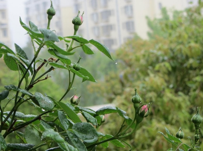 ���Ļ�����¶ɫ��