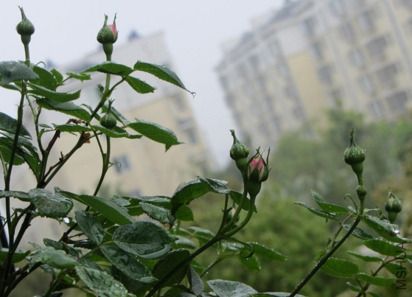 ���Ǿ����ٺ�