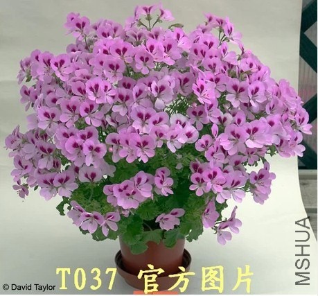 T037 �ٷ�ͼ.jpg