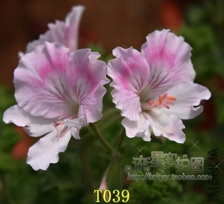 T039 �ٷ�ͼ.jpg
