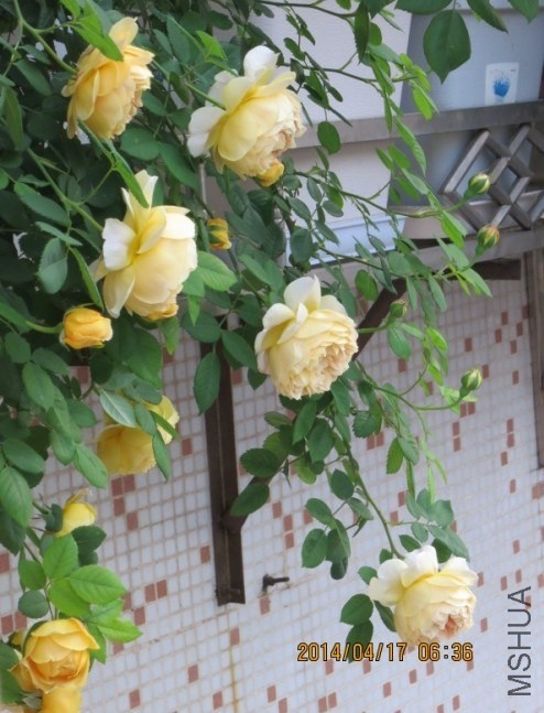 QQͼƬ20140417074952.jpg