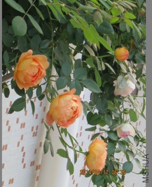 QQͼƬ20140417075104.jpg