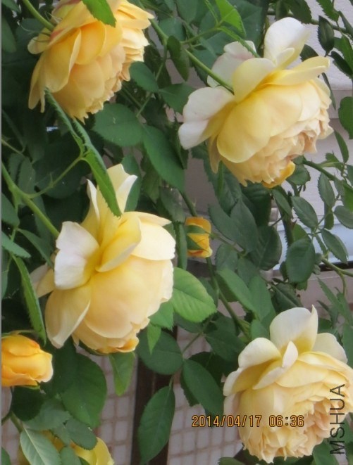 QQͼƬ20140417075147.jpg