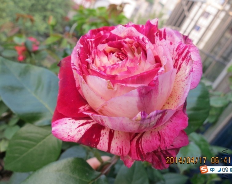 QQͼƬ20140417075711.jpg