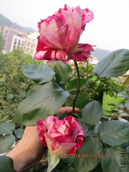 QQͼƬ20140417075735.jpg