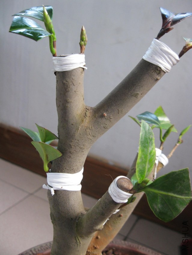 IMG_0545.JPG