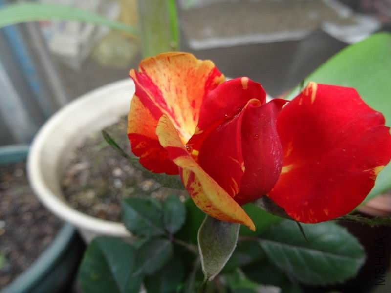 DSC01086.JPG