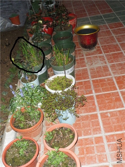 P3260016_����.jpg