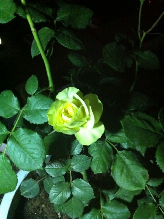 QQͼƬ20140419215426.jpg
